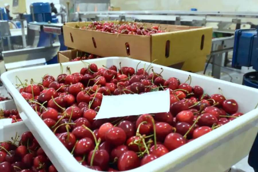20221209 ARGENTINA EXPORTA CEREZAS A CHINA
