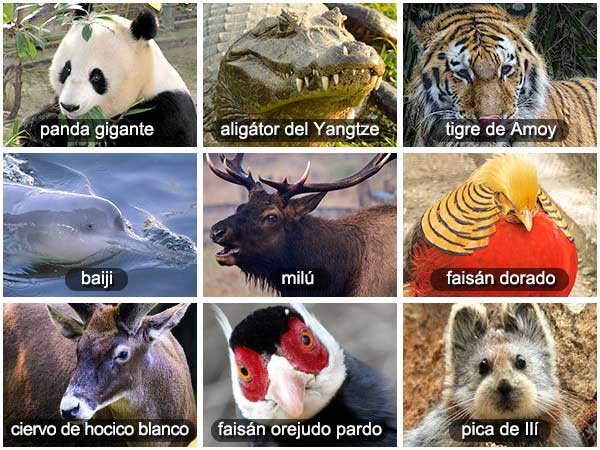 Animales salvajes de China, Animales en peligro de extinción en China