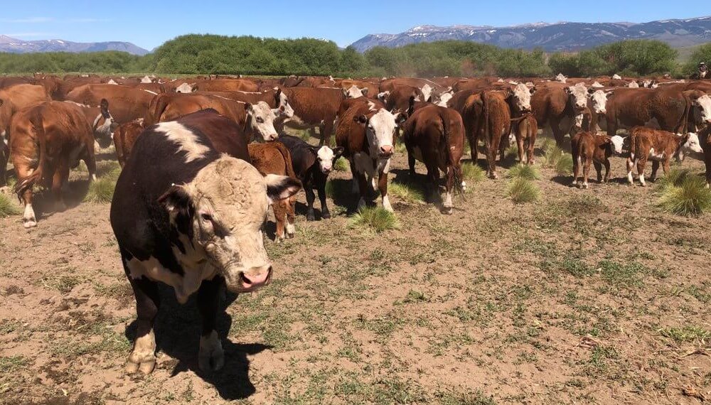 Tras el rechazo de las provincias patagónicas, el Senasa prorrogó la flexibilización de la barrera sanitaria 2 bovinos hereford benetton