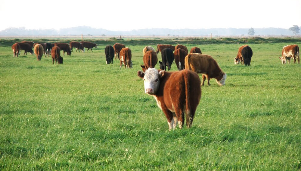 campo bovinos recría