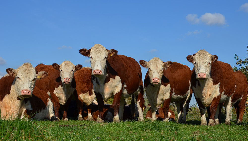 hereford 2