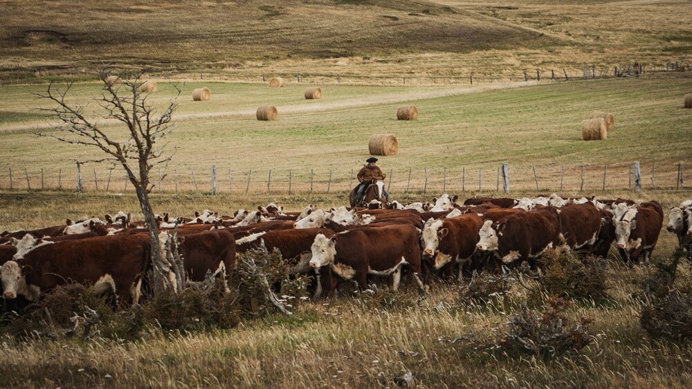 hereford tierra del fuego