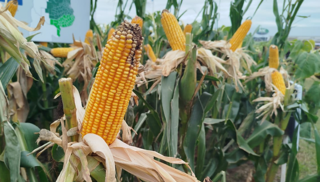maiz expoagro