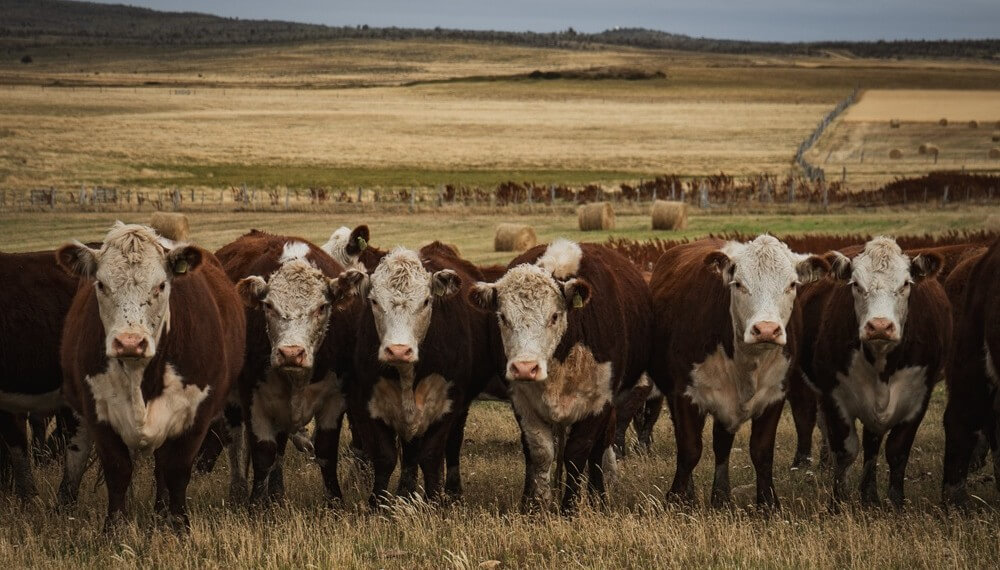 rodeo hereford patagonia