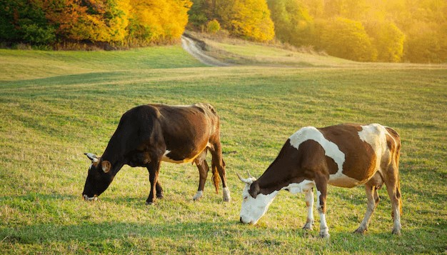 vacas eslovaquia