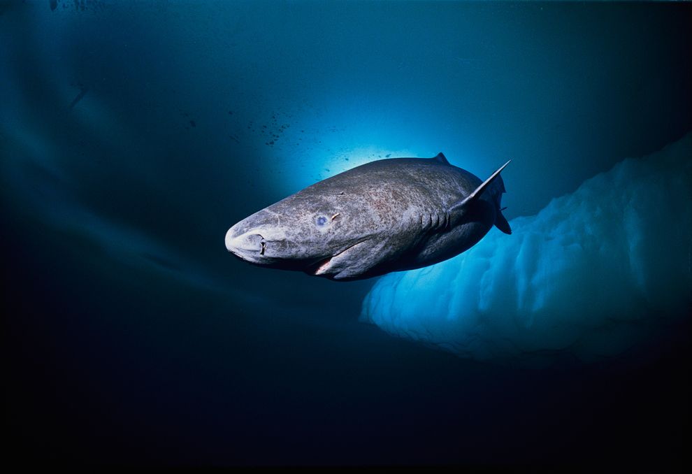 tiburones de Groenlandia 1