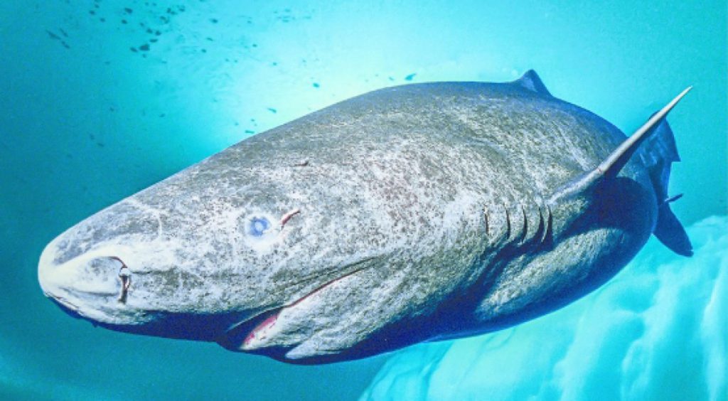 tiburones de Groenlandia
