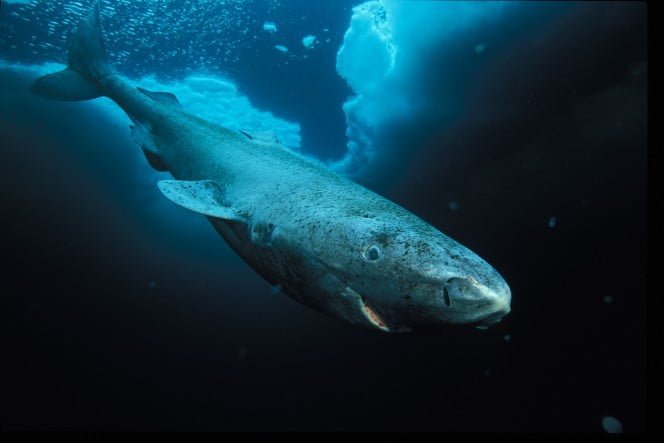 tiburones de Groenlandia 2