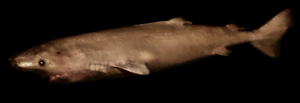 tiburones de Groenlandia 6