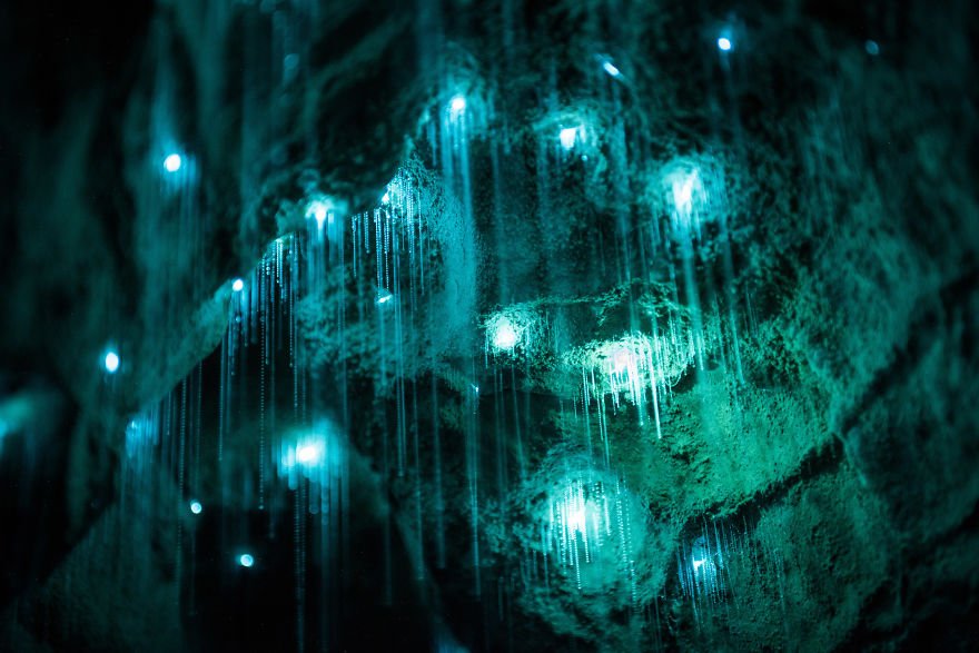 Las luciernagas de Waitomo 3