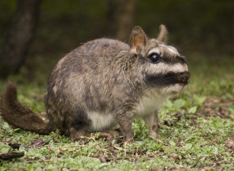 Vizcacha en Argentina
